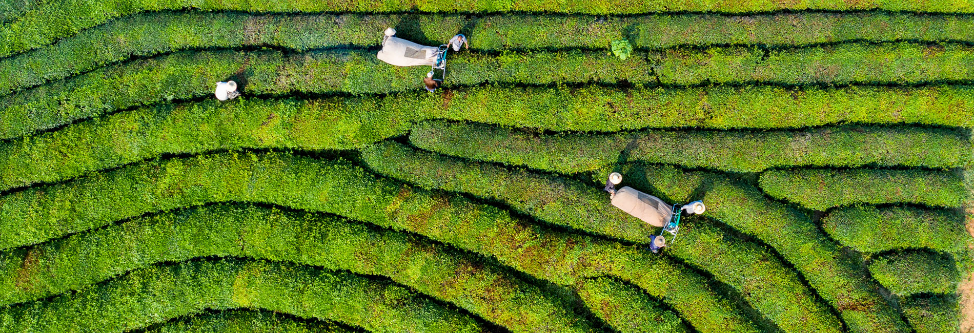 浙江建德：夏茶迎豐收